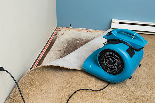 Best Water damage restoration near me  in Dolton, IL